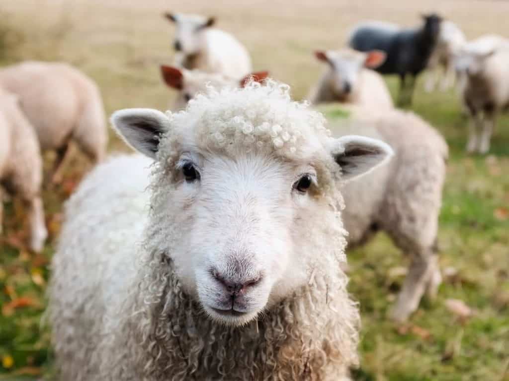 יצירתיות ובידול